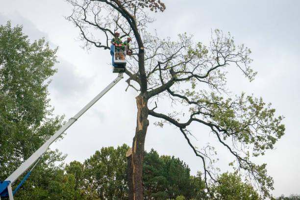 Best Leaf Removal  in Whitesboro, TX