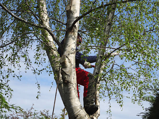 Best Tree Planting  in Whitesboro, TX